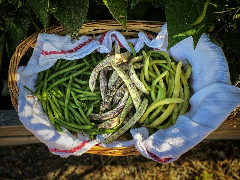 冬のお手入れで来季の庭をもっと楽しむ準備